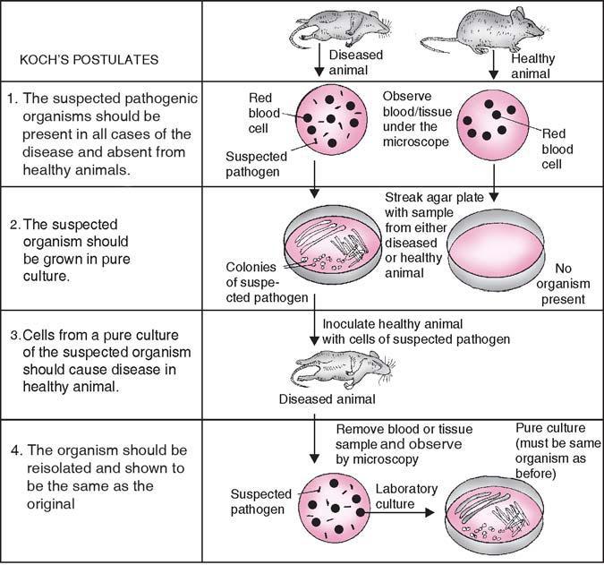 Figure 1. The diagrammatic representation of the Koch s criteria for proving that a specific microorganism causes a specific disease, i.e., the Koch s postulate 1.2.3.