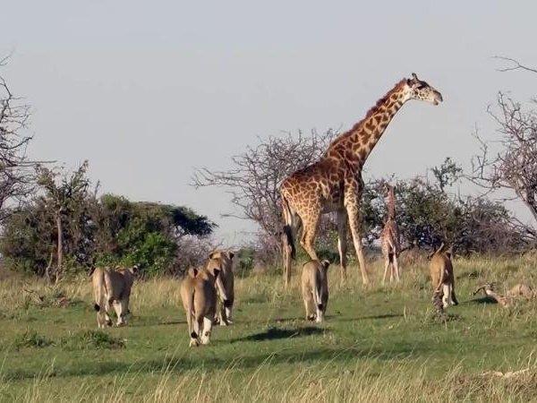 The Allure of Kenya Luxury Safaris: A Journey into Exclusivity and Natural Wonders For adventure seekers and wildlife enthusiasts, Kenya stands as an epitome of natural beauty and untamed wilderness.