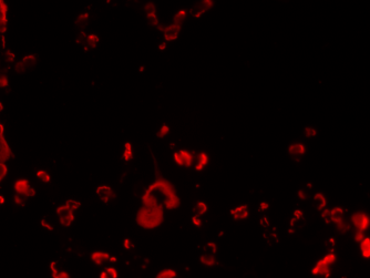 (A) Immunofluorescence staining of lung sections from mice after 24 h intratracheal LPS administration was performed, as compared to the control section, for DNA/histone (red), CD46 (green) as a cell