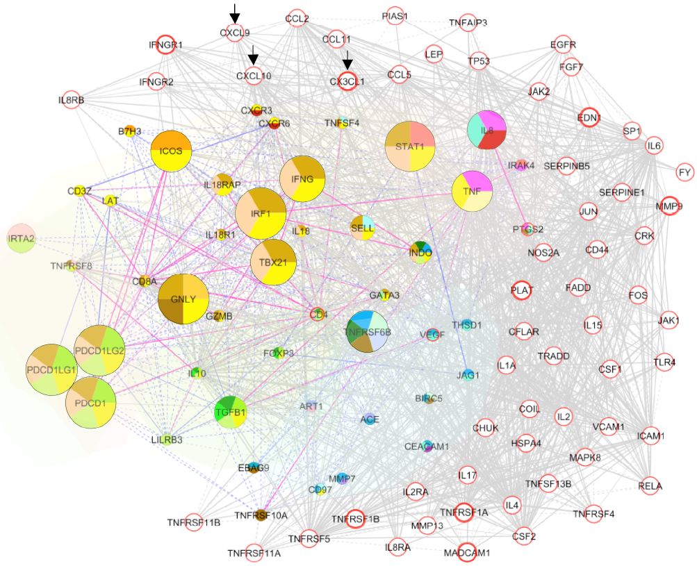 In silico network In silico network, 48 initial genes, shown with top enriched genes Edge thickness: r < 0.65 0.65 r < 0.8 r 0.