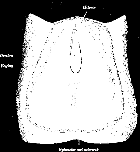 Female pelvic floor