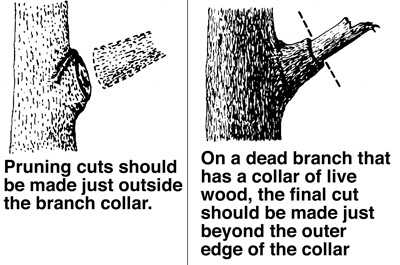 When to Prune Most routine pruning is to remove weak, diseased, or dead limbs that can be accomplished at any time during the year with little effect on the tree.