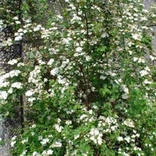 Snowmound Spirea Spiraea nipponica Snowmound Height: 3-4 Spread: 3-4 An excellent dwarf shrub, with dense dark green foliage and masses of pure white flowers in May.