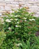 American Cranberry Bush Viburnum Viburnum trilobum Height: 10-12 Spread: 10-12 Light: Full sun to part shade Zone: 2 Handsome, hardy shrub with lobed leaves. White flowers in late May.