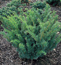 Evergreen Shrubs Purple Gem Rhododendron Rhododendron Purple Gem Height: 2 Spread: 3 Light: Part sun Zone: 4 Dense-growing, dwarf evergreen shrub valued for its large trusses of showy flowers.