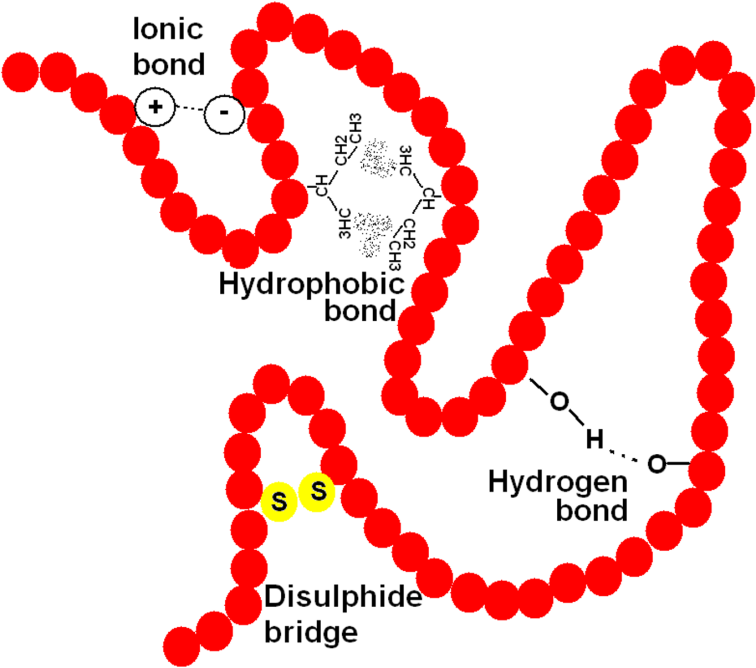 Environmental effects on the proteins Raman spectrum Four major types of interactions stabilize the native structure of proteins : The hydrogen bonds The covalent disulphide bonds The ionic bonds The
