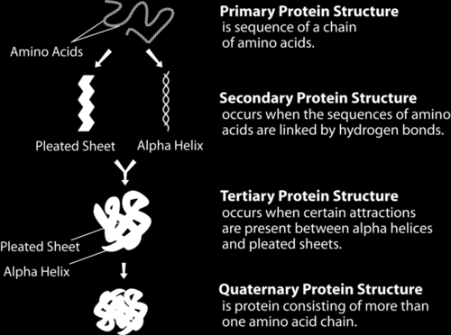 Proteins Hierarchy of Protein Structure The Academic