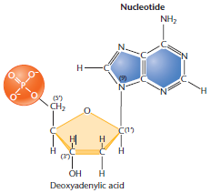 Nucleic Acids - Nucleotides Nucleotides consist of: A pentose sugar Deoxyribose for DNA Ribose for RNA A phosphate group A nitrogenous base either a pyrimidine or a purine The pyrimidines include: