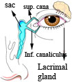 The lacrimal system: The main lacrimal gland is located in the supero temporal portion of orbit. It lies in the shallow lacrimal fossa of the frontal bone.