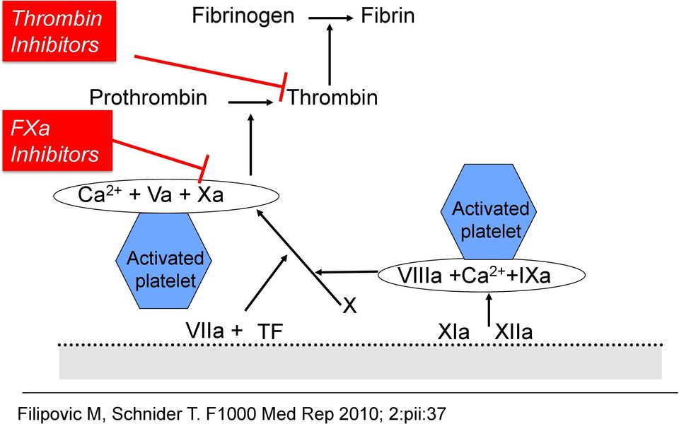 platelet Activated platelet VIIIa +Ca 2+ +IXa X VIIa +