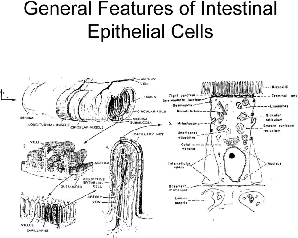 Intestinal
