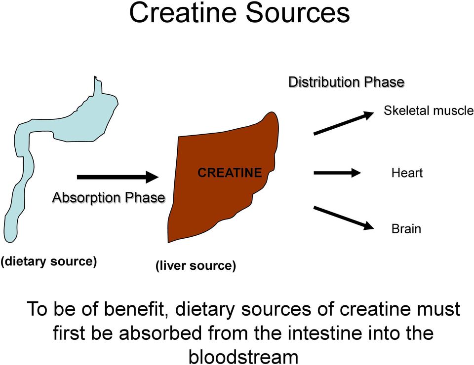 Creatine Sources Distribution Phase Skeletal muscle