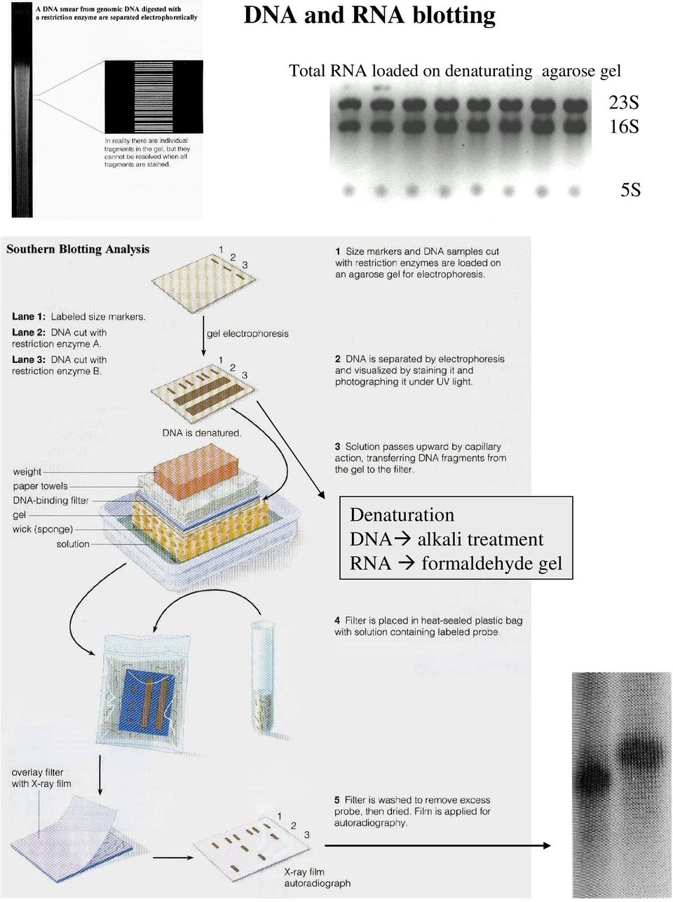 gel 23S 16S 5S Denaturation DNA