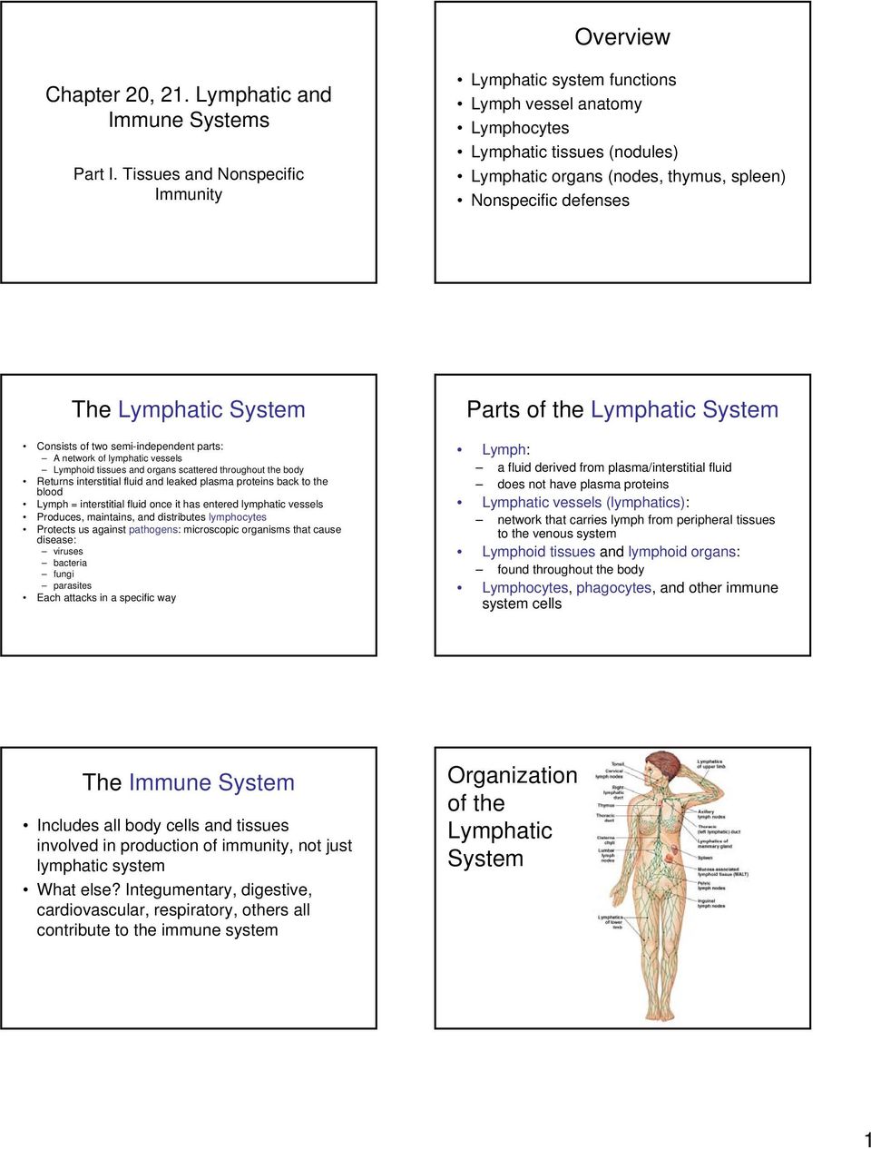 System Consists of two semi-independent parts: A network of lymphatic vessels Lymphoid tissues and organs scattered throughout the body Returns interstitial fluid and leaked plasma proteins back to
