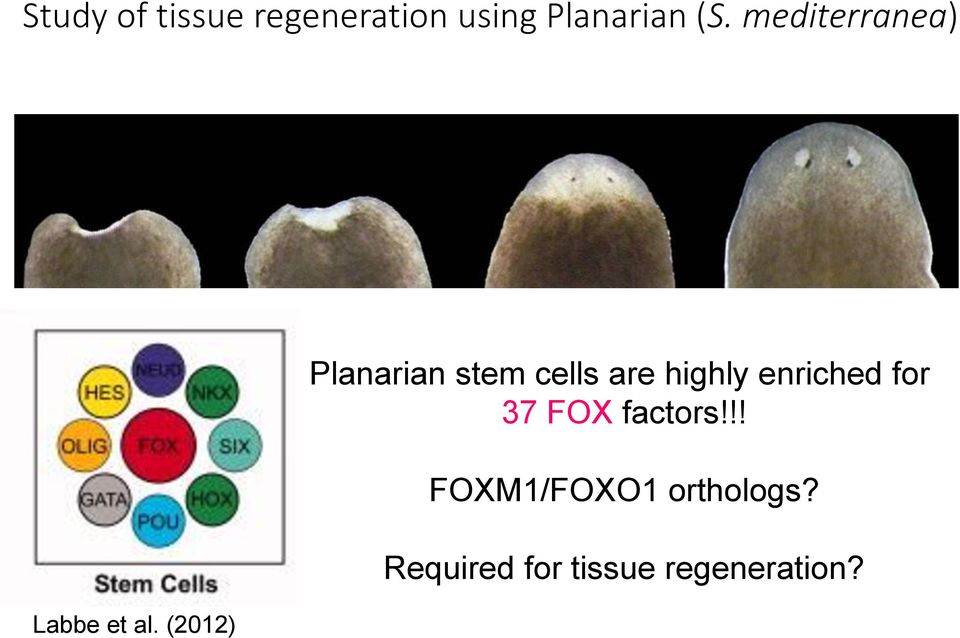 (2012) Planarian stem cells are highly enriched