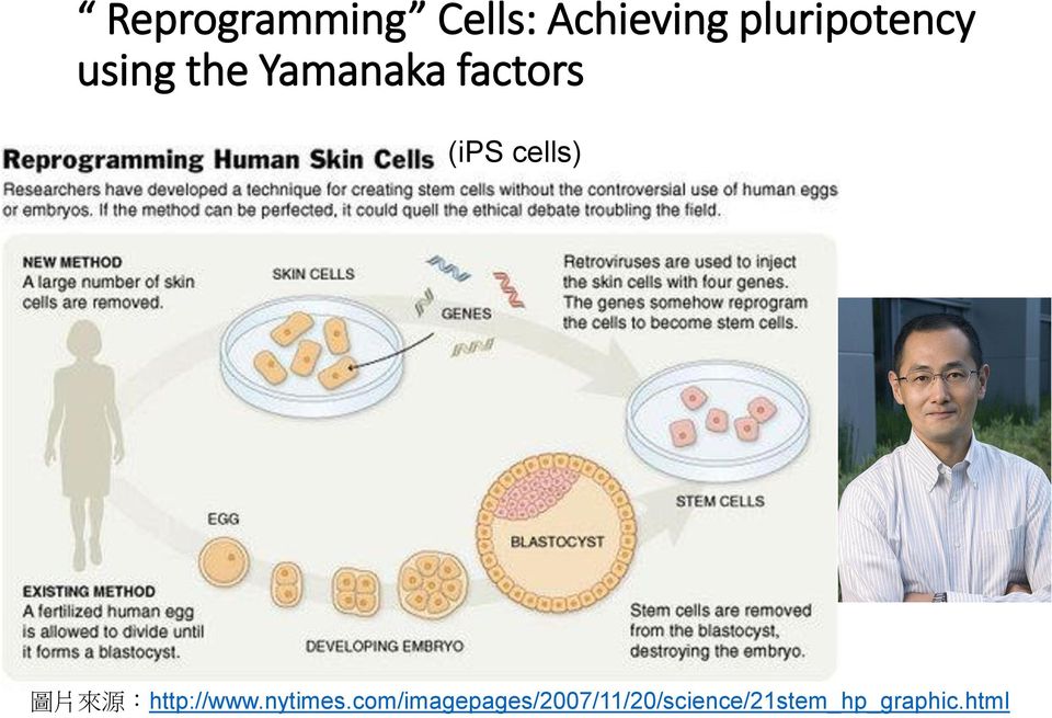 (ips cells) 圖 片 來 源 :http://www.nytimes.