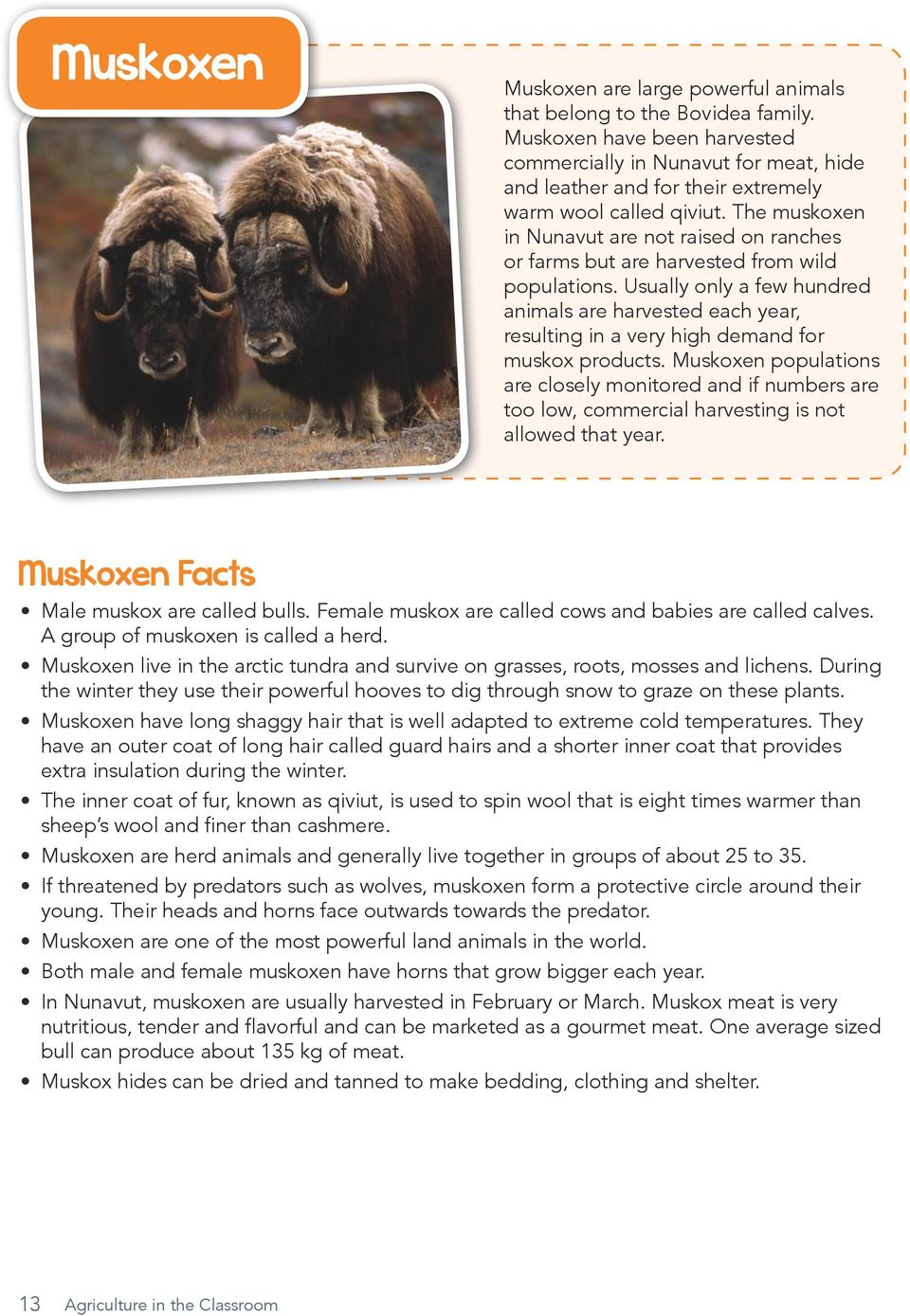 The muskoxen in Nunavut are not raised on ranches or farms but are harvested from wild populations.