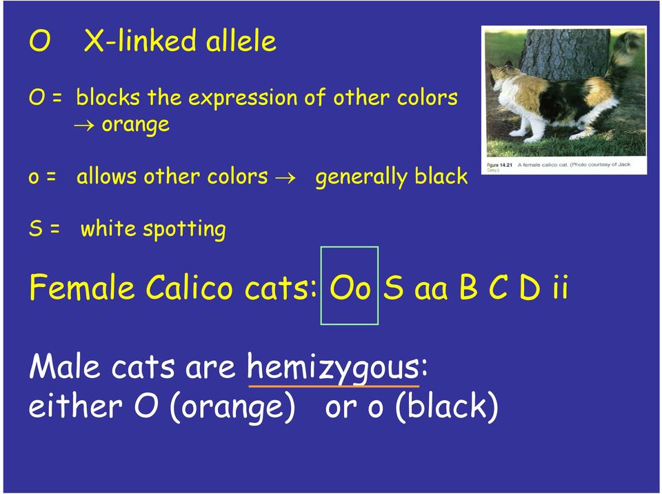 S = white spotting Female Calico cats: Oo S aa B C D