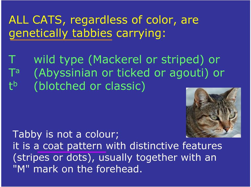 (blotched or classic) Tabby is not a colour; it is a coat pattern with