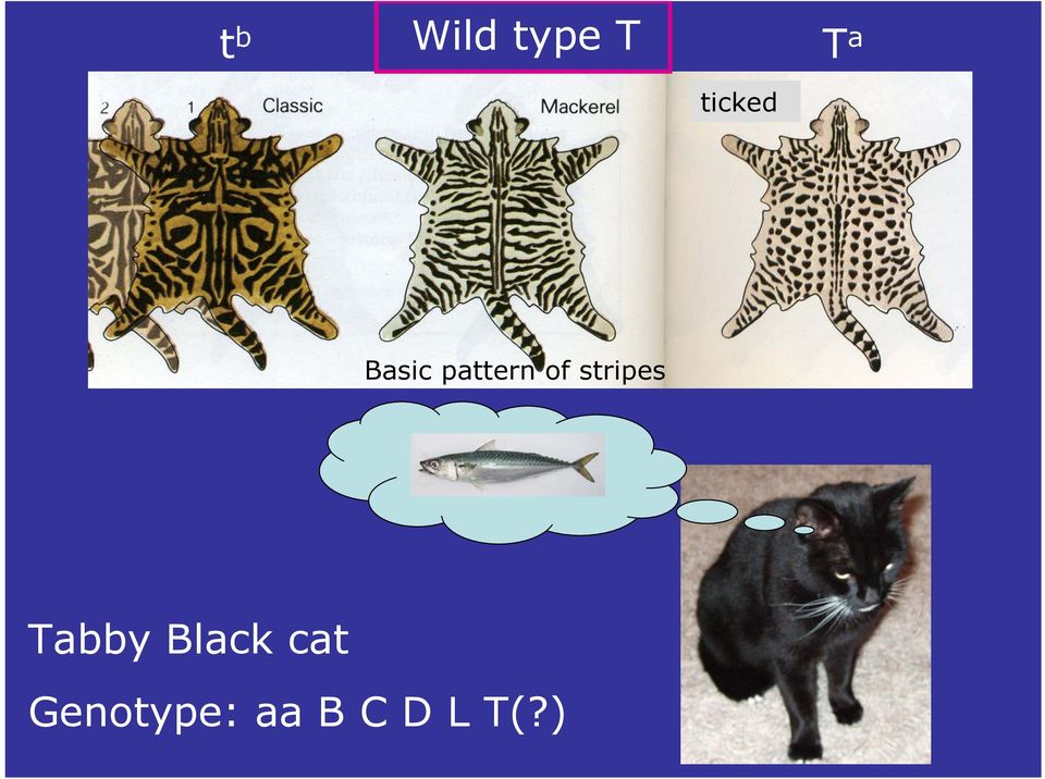 stripes Tabby Black cat