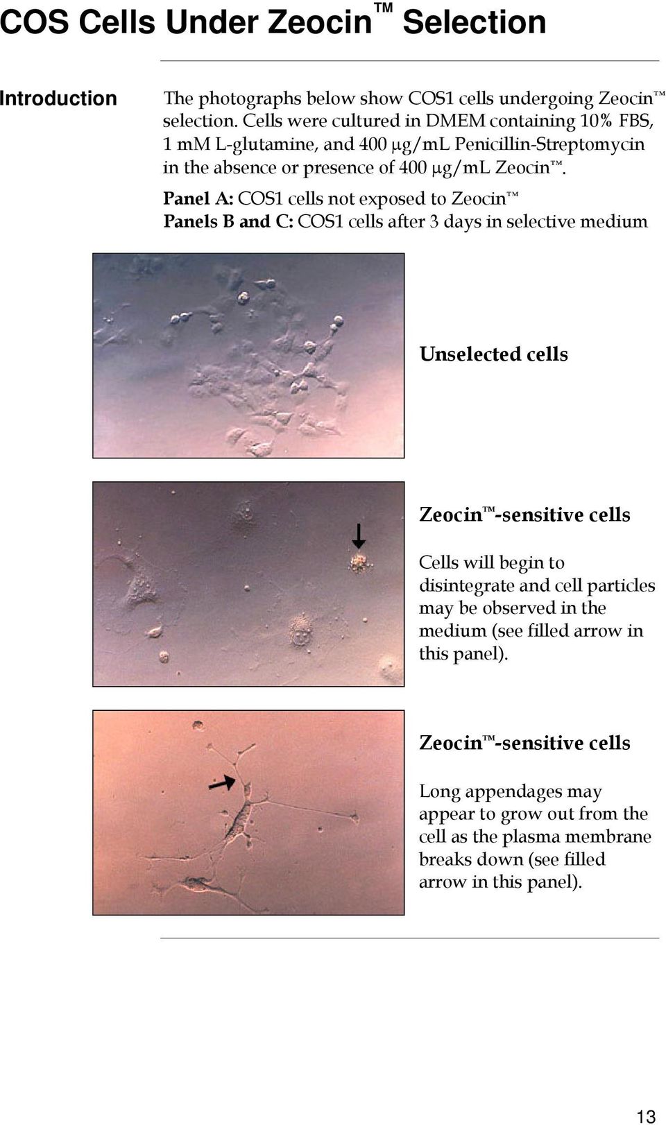 Panel A: COS1 cells not exposed to Zeocin Panels B and C: COS1 cells after 3 days in selective medium Unselected cells Zeocin -sensitive cells Cells will begin to