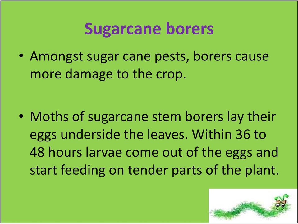 Moths of sugarcane stem borers lay their eggs underside the