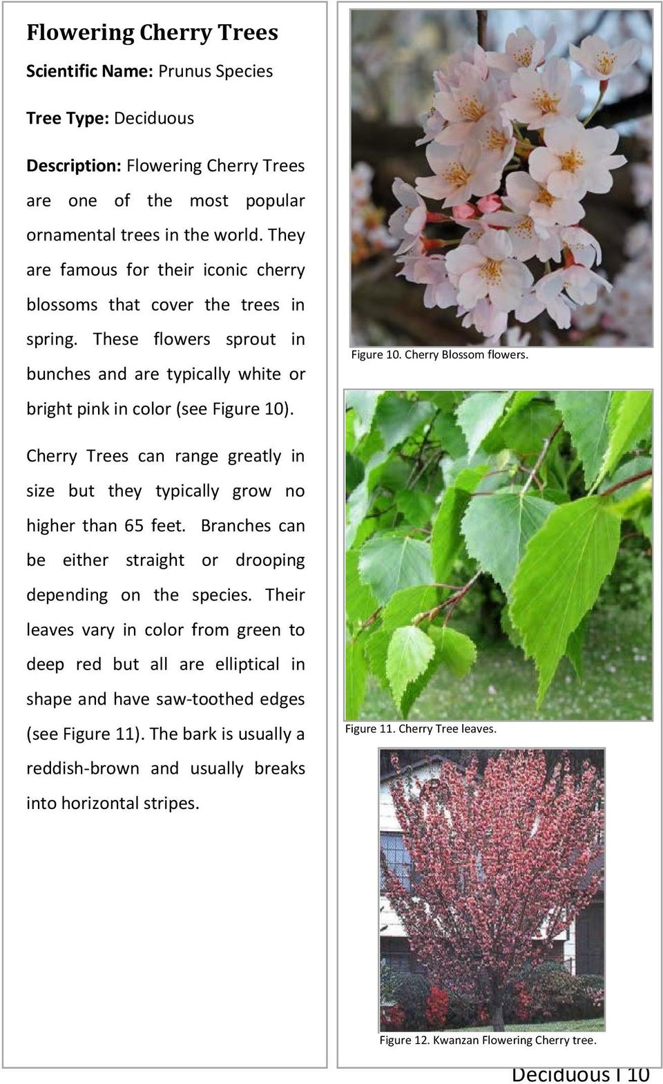 Cherry Trees can range greatly in size but they typically grow no higher than 65 feet. Branches can be either straight or drooping depending on the species.