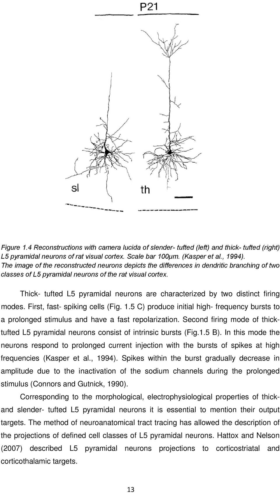 Thick- tufted L5 pyramidal neurons are characterized by two distinct firing modes. First, fast- spiking cells (Fig. 1.