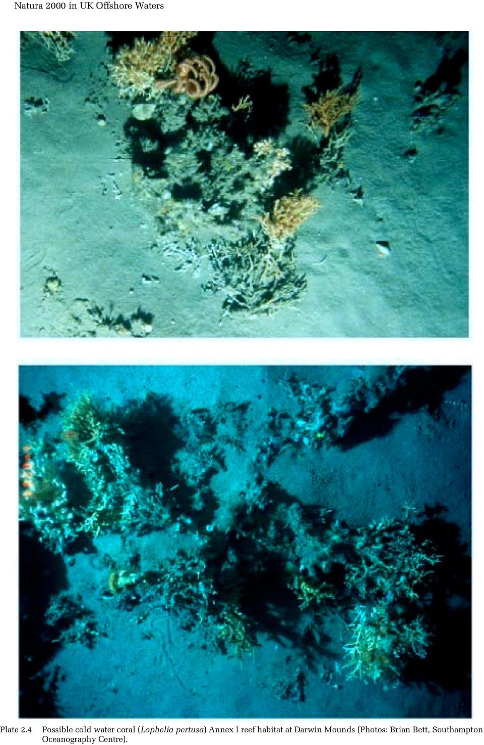 (Lophelia pertusa) Annex I reef