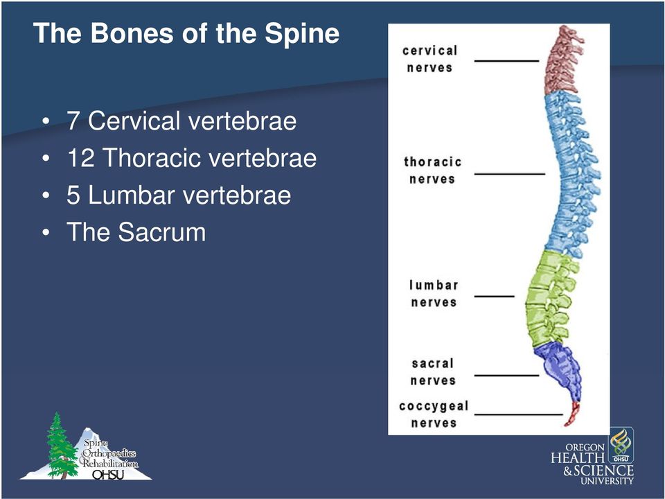 Thoracic vertebrae 5