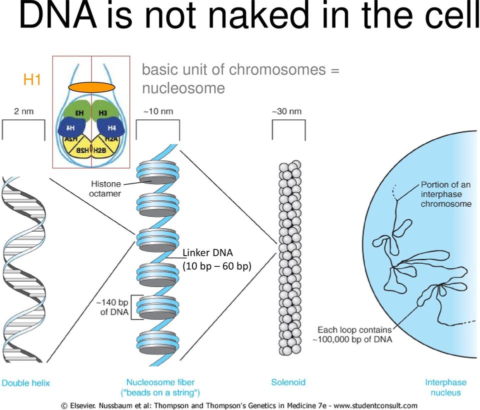 chromosomes =