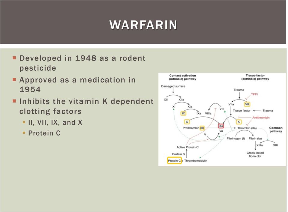 1954 Inhibits the vitamin K dependent