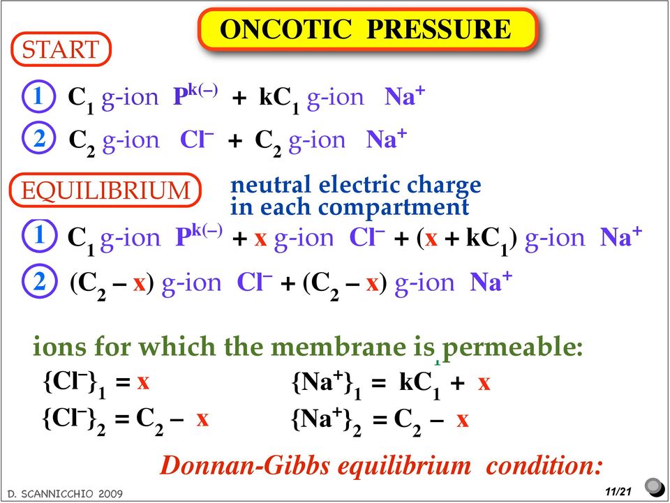 g-ioni Cl + (C x) g-ioni Na + ions for which the membrane is permeable: ioni cui la membrana é permeabile {Cl } 1 x {Na + } 1 kc
