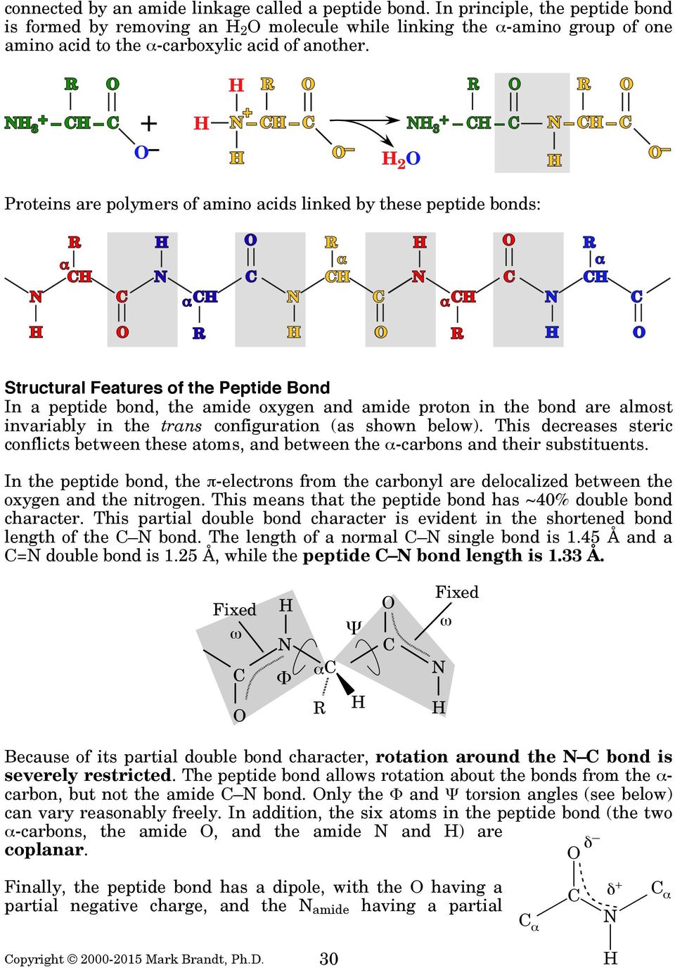 Proteins are polymers of amino acids linked by these peptide bonds: Structural Features of the Peptide Bond In a peptide bond, the amide oxygen and amide proton in the bond are almost invariably in