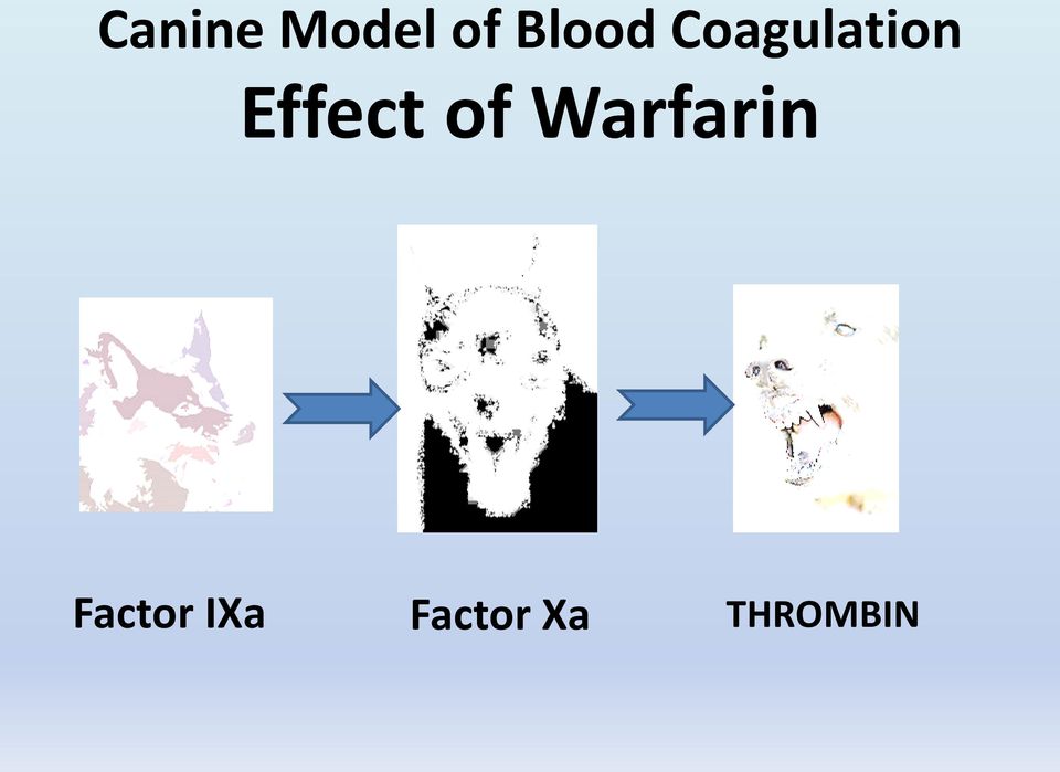 Effect of Warfarin