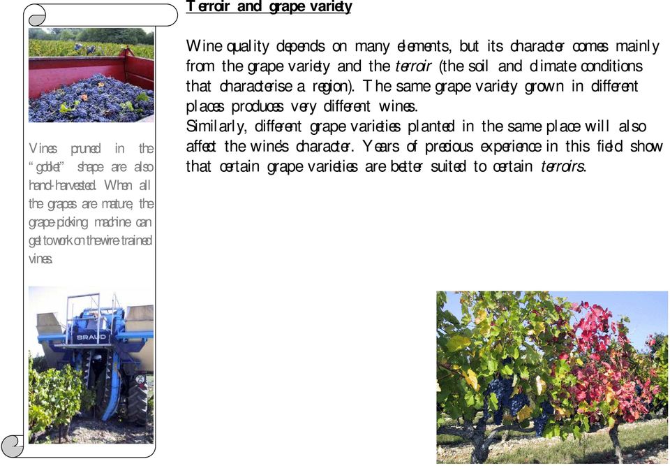 Wine quality depends on many elements, but its character comes mainly from the grape variety and the terroir (the soil and climate conditions that characterise a