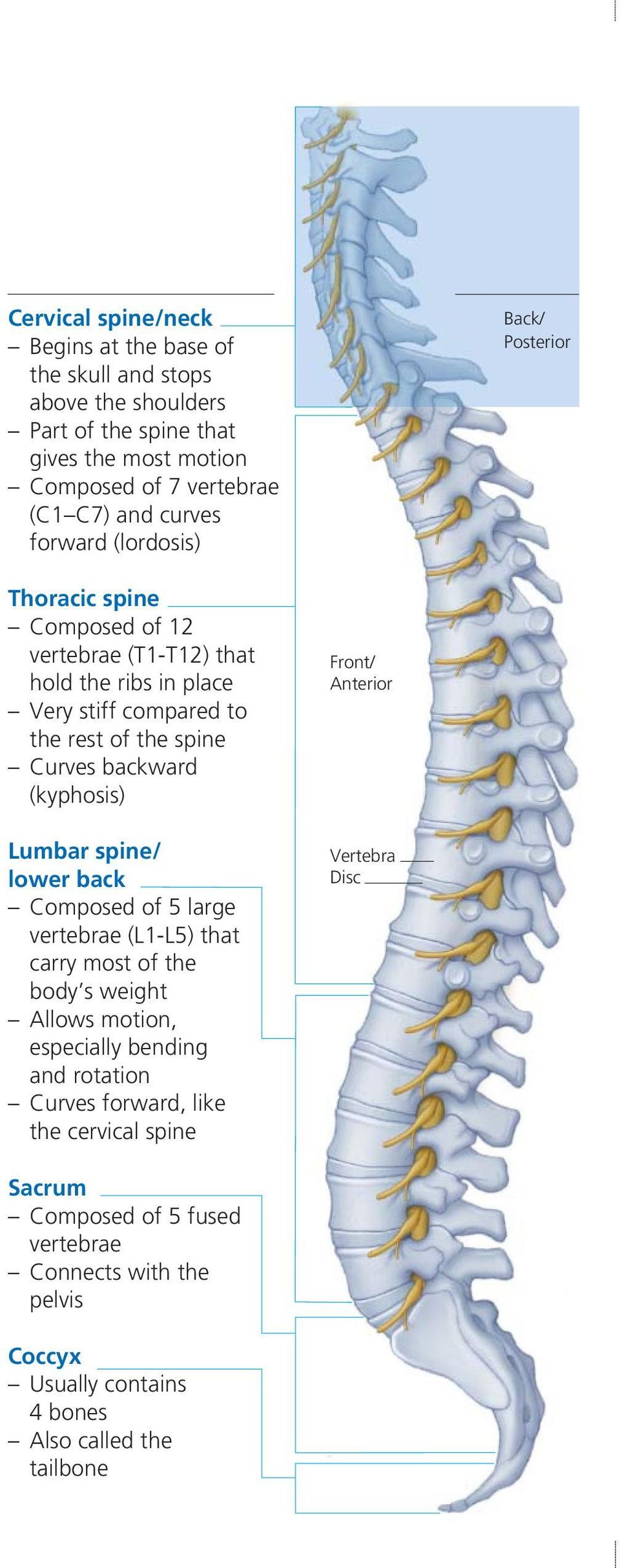 (kyphosis) Lumbar spine/ lower back Composed of 5 large vertebrae (L1-L5) that carry most of the body s weight Allows motion, especially bending and rotation Curves