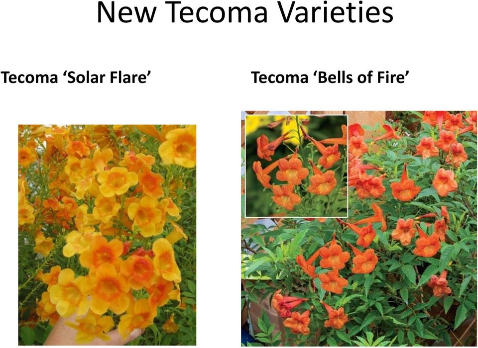 Tecoma Solar