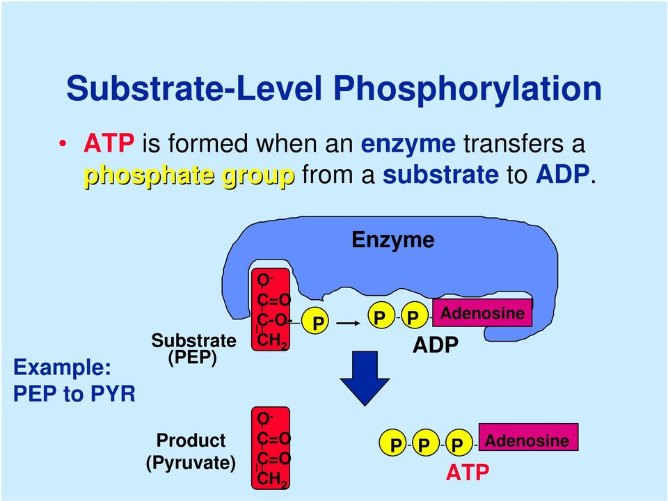 Enzyme Example: PEP to PYR Substrate (PEP) Product