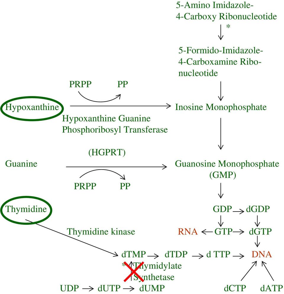 Transferase (HGPRT) Guanine Guanosine Monophosphate (GMP) PRPP PP Thymidine GDP dgdp