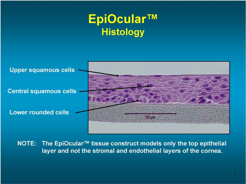 tissue construct models only the top epithelial layer