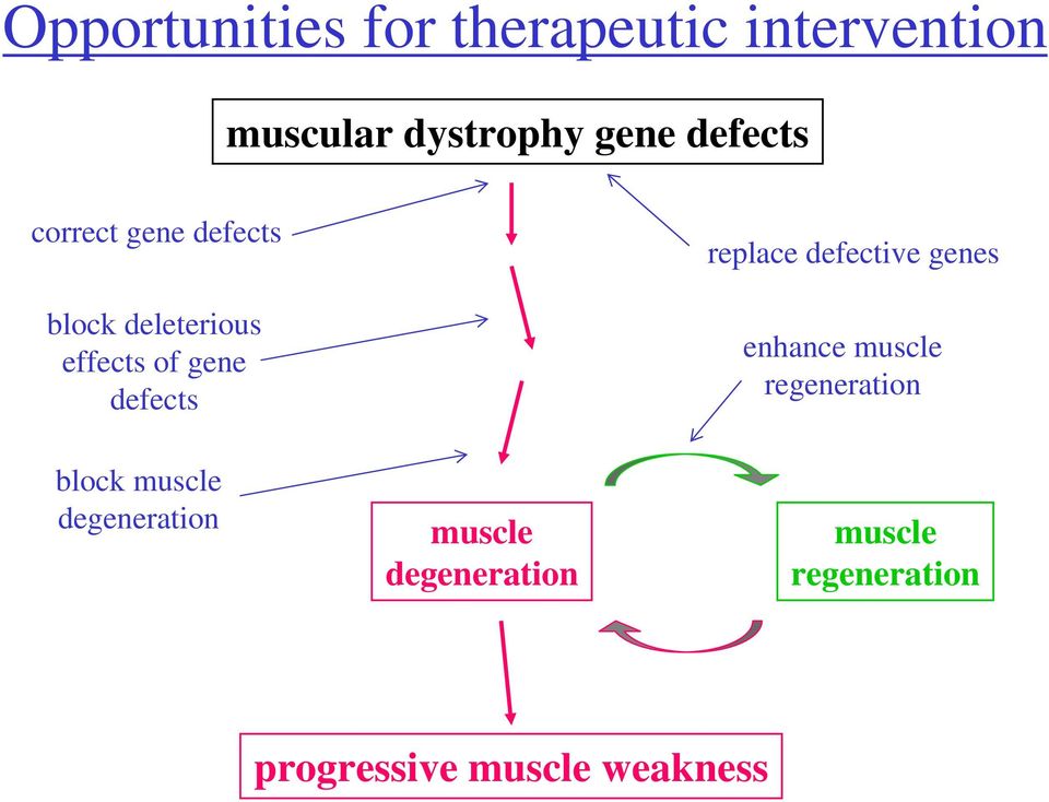 replace defective genes enhance muscle regeneration block muscle