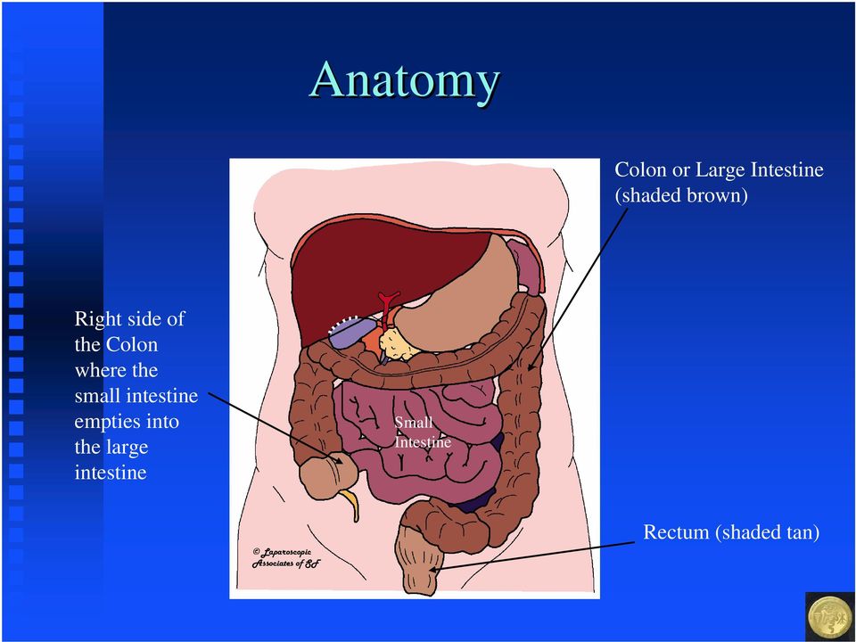 intestine empties into the large intestine Small