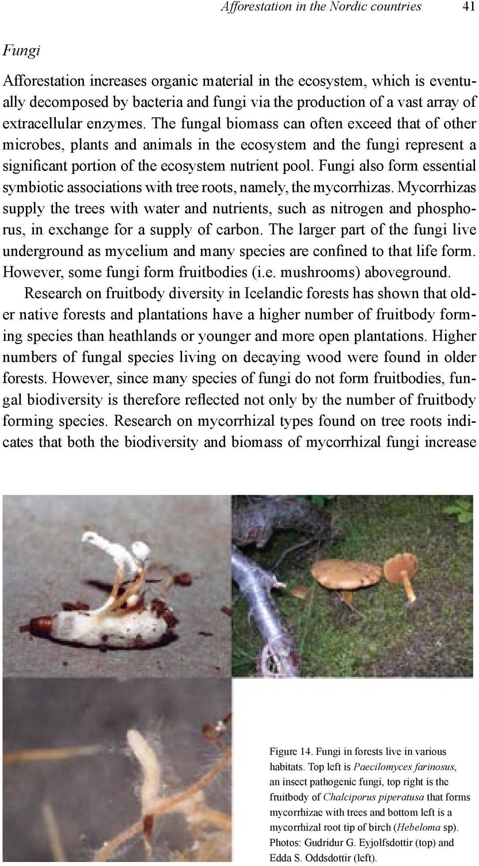Fungi also form essential symbiotic associations with tree roots, namely, the mycorrhizas.