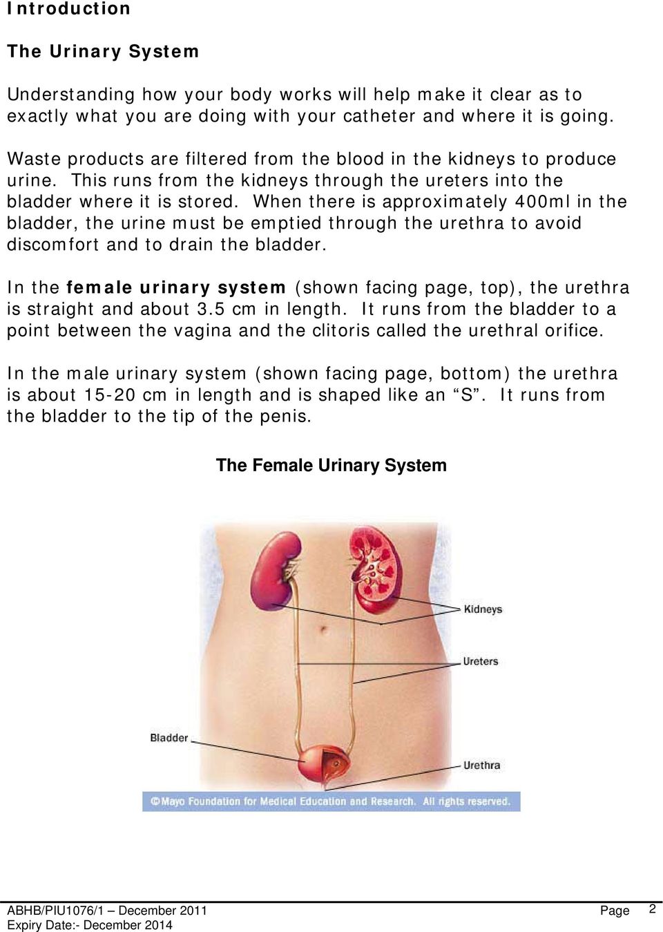 When there is approximately 400ml in the bladder, the urine must be emptied through the urethra to avoid discomfort and to drain the bladder.