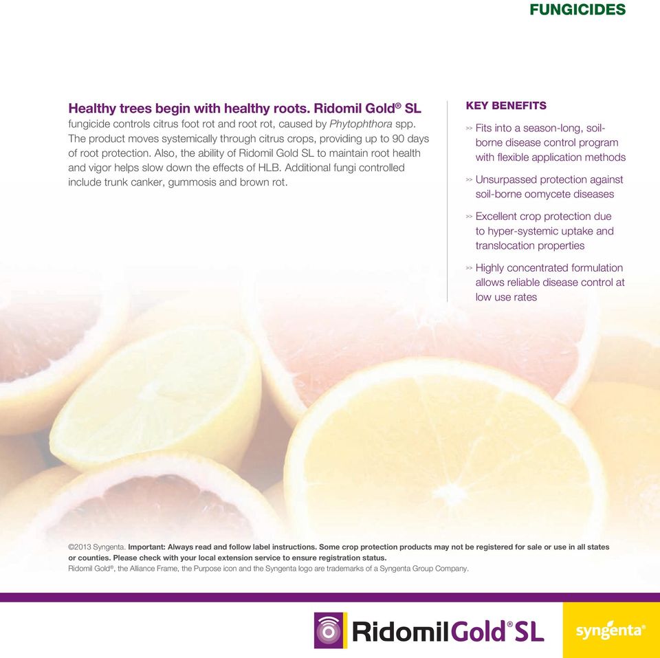 Also, the ability of Ridomil Gold SL to maintain root health and vigor helps slow down the effects of HLB. Additional fungi controlled include trunk canker, gummosis and brown rot.