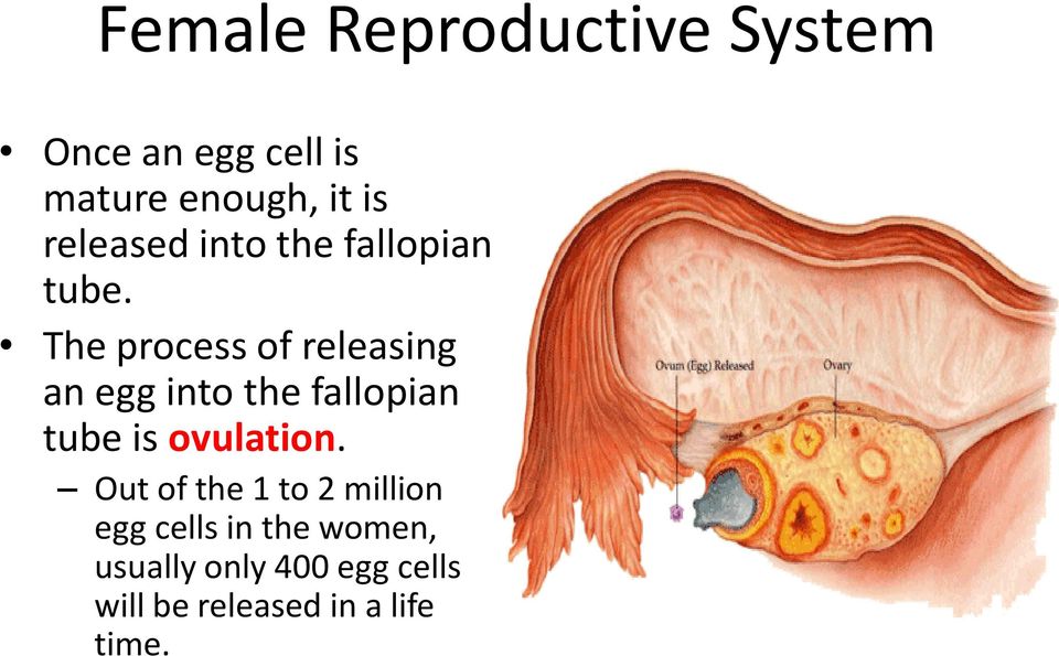 The process of releasing an egg into the fallopian tube is ovulation.