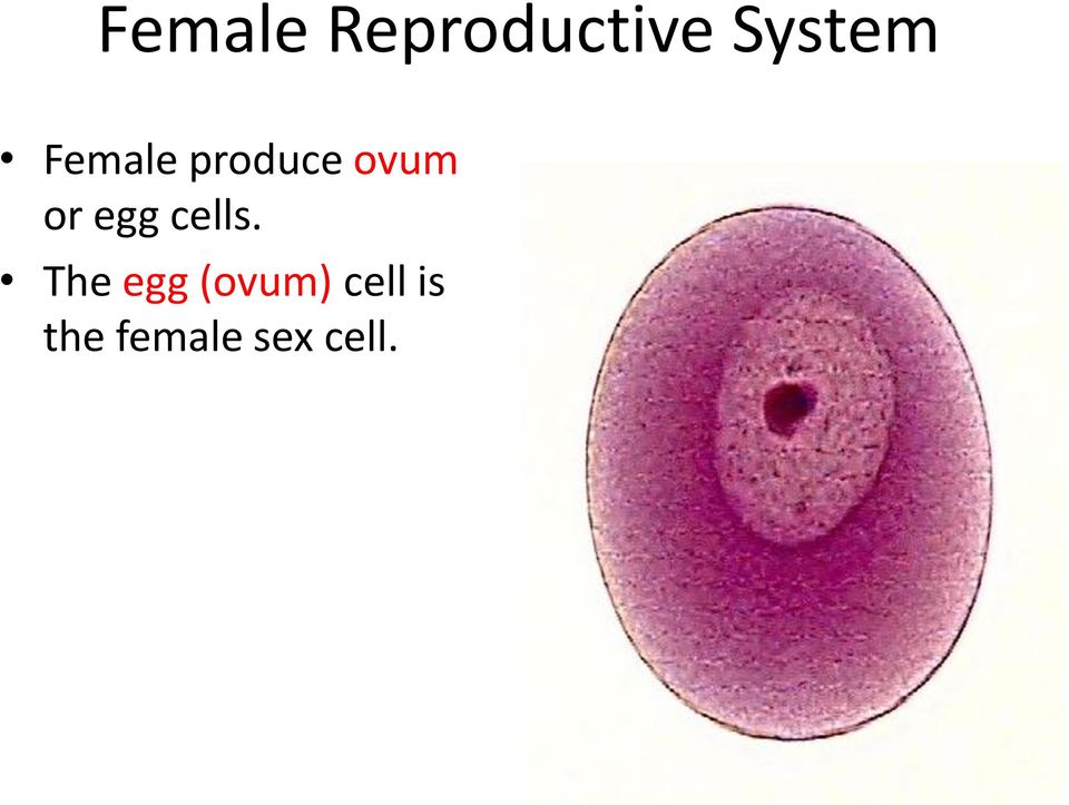 ovum or egg cells.