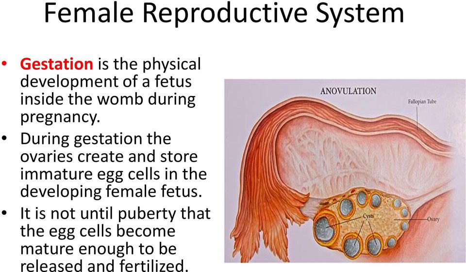 During gestation the ovaries create and store immature egg cells in the