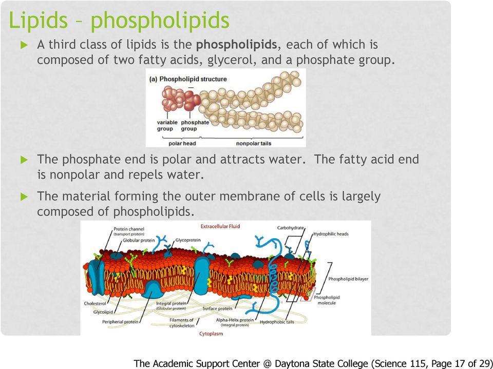 The fatty acid end is nonpolar and repels water.